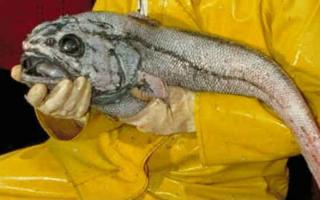 척탄병 물고기 - 서식지, 영양가, 이점 및 피해 척탄병이 발견되는 곳