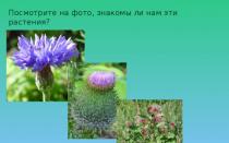 Presentasyon “Asteraceae I-download ang presentasyon sa biology ng pamilyang Asteraceae