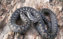 Description, photos and interesting facts about the existence of the venomous snake moth What do venomous snakes look like