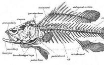 Respiratory system of fish